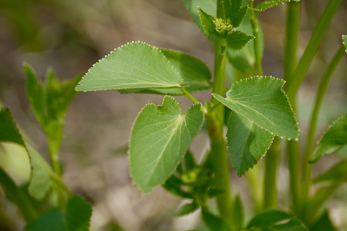 Zizia (Alexanders) (alternate view 5)