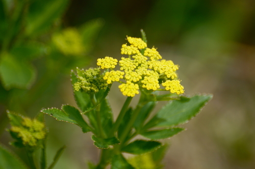 Zizia (Alexanders) (alternate view 4)