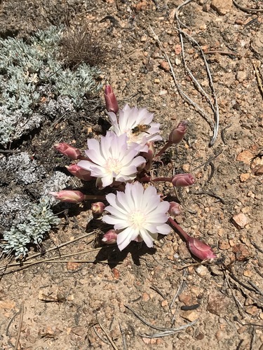 Lewisia rediviva (Bitterroot) (alternate view 4)