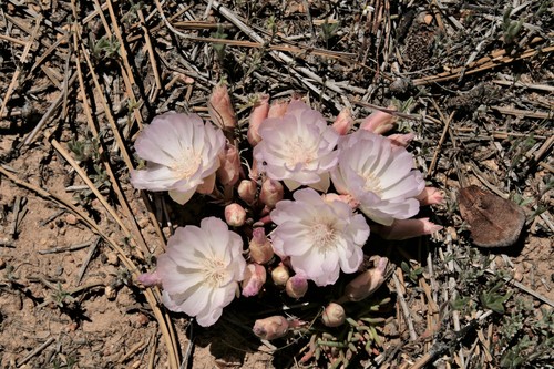 Lewisia rediviva (Bitterroot) (alternate view 5)