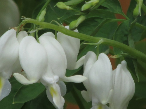 Lamprocapnos spectabilis (bleeding heart)