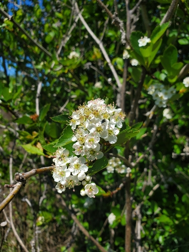 Crataegus gaylussacia (Suksdorf's Hawthorn) (alternate view 2)