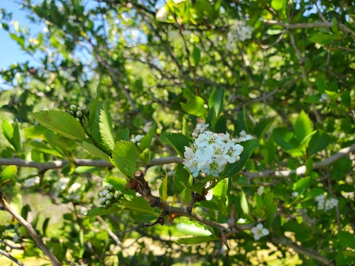 Crataegus gaylussacia (Suksdorf's Hawthorn) (alternate view 3)