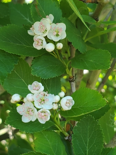 Crataegus gaylussacia (Suksdorf's Hawthorn) (alternate view 4)