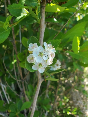 Crataegus gaylussacia (Suksdorf's Hawthorn) (alternate view 5)
