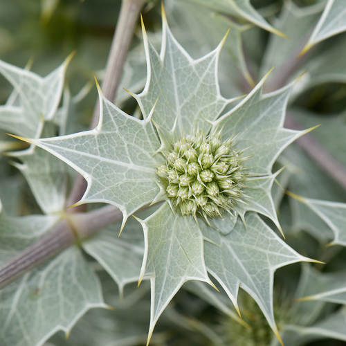 Eryngium maritimum (Sea Holly)