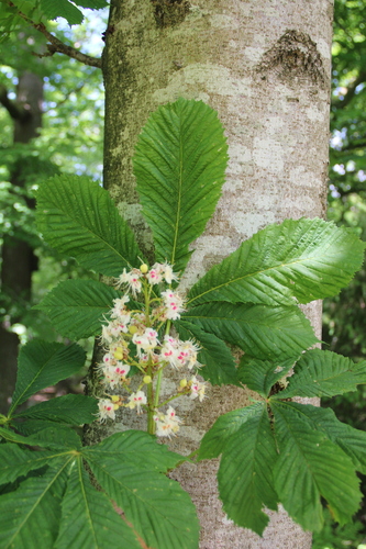 Aesculus hippocastanum (horse chestnut) (alternate view 11)