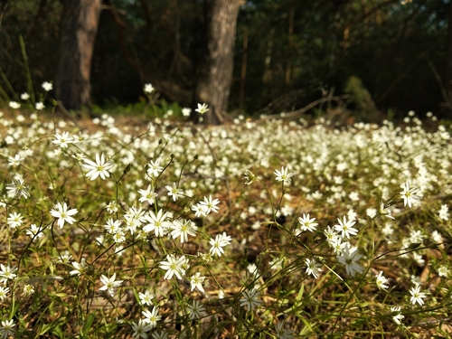 Stellaria graminea (lesser stitchwort)