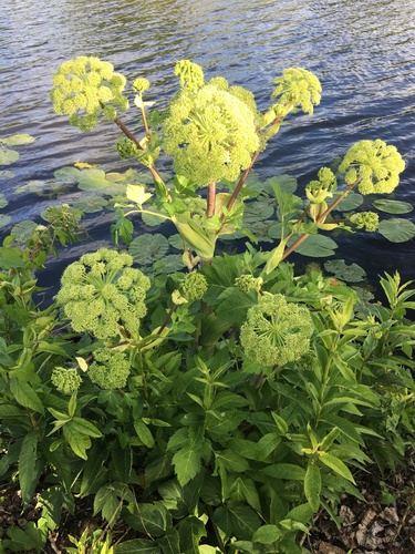 Angelica archangelica (Garden angelica) (alternate view 2)