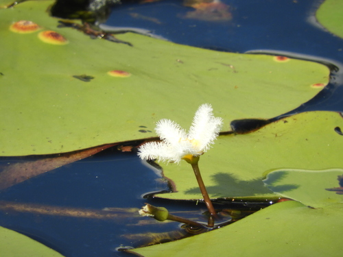 Nymphoides indica (Water Snowflake) (alternate view 8)