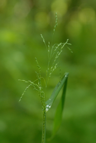 Milium effusum (Wood Millet)