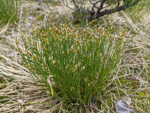 Trichophorum cespitosum (Tufted Bulrush)