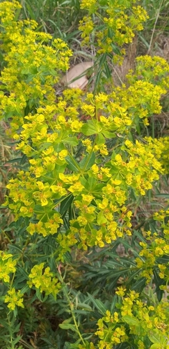 Euphorbia ceratocarpa (alternate view 5)