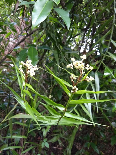Flagellaria indica (Indian Bushcane) (alternate view 9)