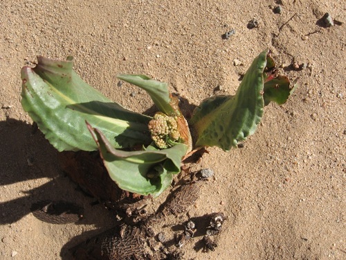 Rumex hymenosepalus (Canaigre Dock)