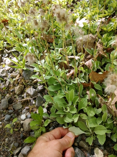 Antennaria plantaginifolia (plantain-leaved pussytoes)