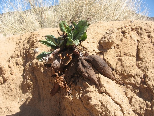 Rumex hymenosepalus (Canaigre Dock) (alternate view 2)