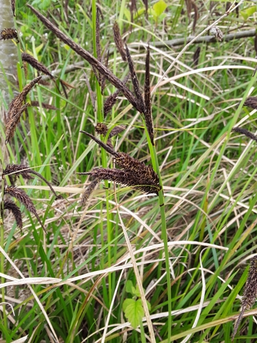 Carex obnupta (slough sedge) (alternate view 3)