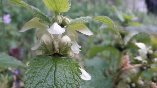 Lamium album (White deadnettle)