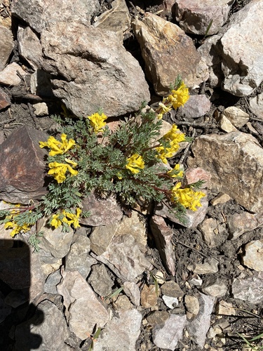 Corydalis aurea (golden corydalis) (alternate view 2)