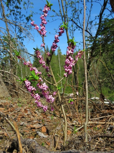 Daphne mezereum (February daphne) (alternate view 8)