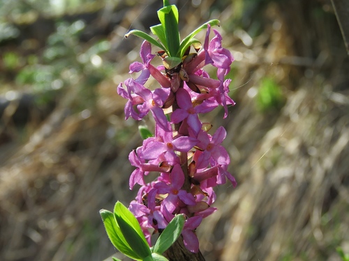 Daphne mezereum (February daphne) (alternate view 7)