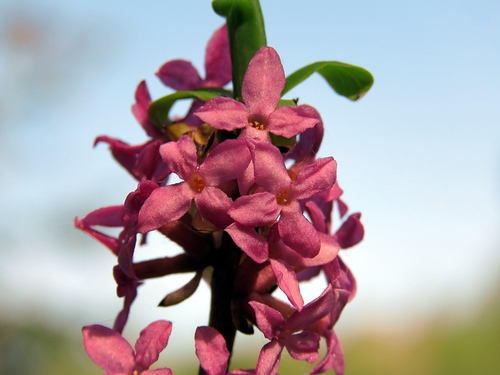 Daphne mezereum (February daphne) (alternate view 6)