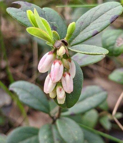 Vaccinium vitis-idaea (Lingonberry)