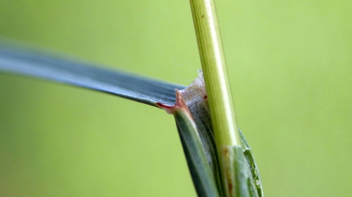 Cynosurus cristatus (crested dogtail grass)