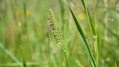Cynosurus cristatus (crested dogtail grass)
