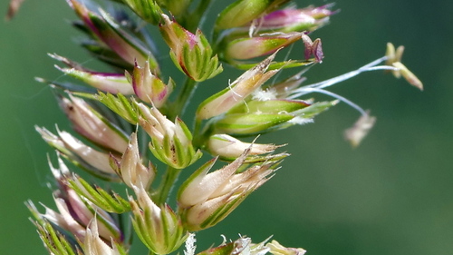 Cynosurus cristatus (crested dogtail grass)
