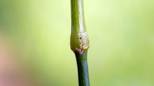 Cynosurus cristatus (crested dogtail grass)