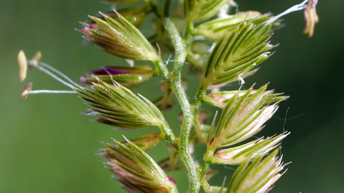 Cynosurus cristatus (crested dogtail grass)
