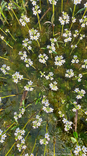 Hottonia palustris (Water Violet) (alternate view 2)