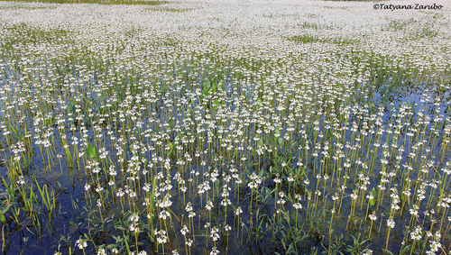 Hottonia palustris (Water Violet) (alternate view 3)