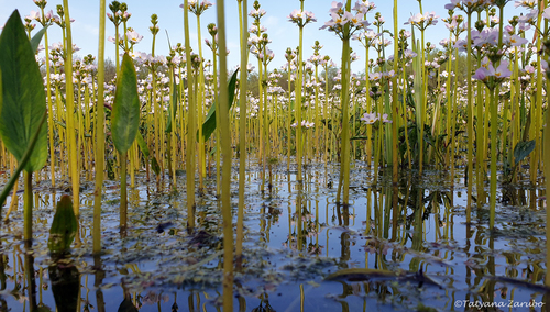 Hottonia palustris (Water Violet) (alternate view 4)
