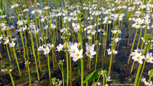 Hottonia palustris (Water Violet) (alternate view 5)