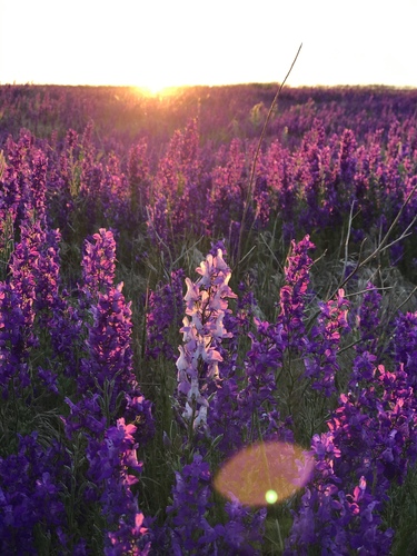 Delphinium (larkspurs)