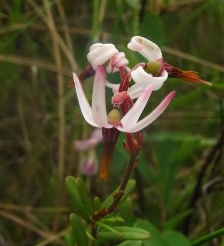 Vaccinium macrocarpon (American Cranberry)