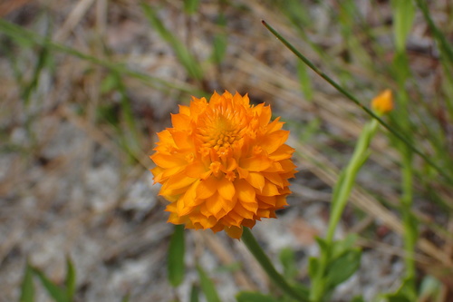 Senega lutea (orange milkwort) (alternate view 4)
