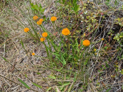 Senega lutea (orange milkwort) (alternate view 5)