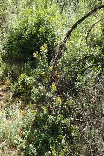 Arbutus menziesii (madrone) (alternate view 2)