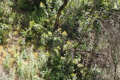 Arbutus menziesii (madrone) (alternate view 3)