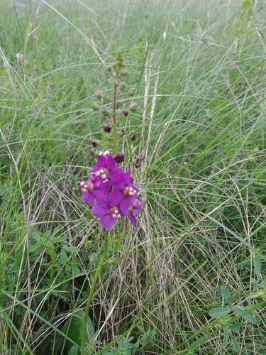Verbascum phoeniceum (purple verbascum) (alternate view 2)