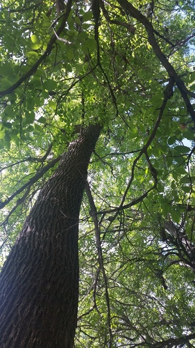 Fraxinus velutina (Velvet Ash) (alternate view 4)