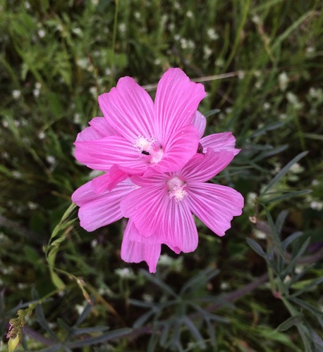 Sidalcea malviflora (Rose Checker-mallow) (alternate view 3)