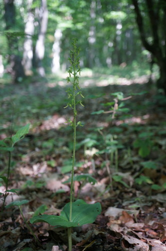 Neottia ovata (Common Twayblade)