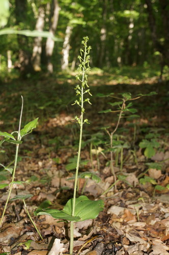 Neottia ovata (Common Twayblade)