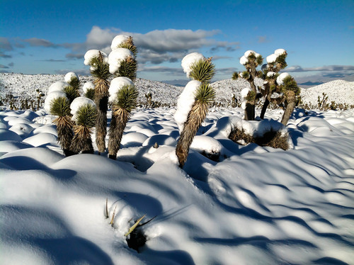 Yucca jaegeriana (Eastern Joshua tree)