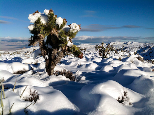 Yucca jaegeriana (Eastern Joshua tree) (alternate view 2)